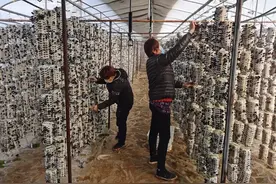 年薪可达百万，农业经理人成了香饽饽图片