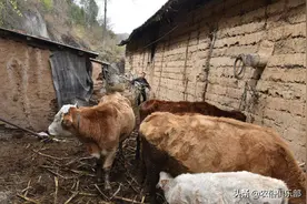 农村常说：有钱人养牛，没钱人养羊！养牛和养羊前景、投资的差距图片