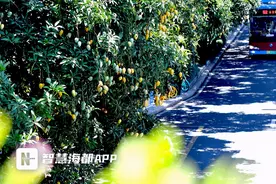 “悬在头上的炸弹”！福州绿化芒果成熟，行人常遭“空袭”图片
