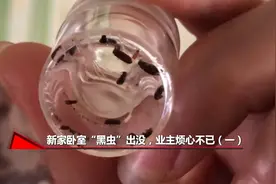 刚搬进新房卧室竟有“黑虫”出没，业主烦心不已：还是实木的视频封面