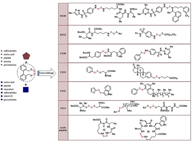 中环二硫的张力差带来多硫多样性