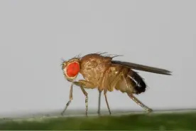 华为Mate40超级微距测试，拍家里常见的果蝇，有纤毫毕现的感觉图片