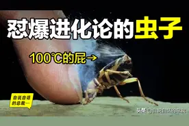 它用火箭燃料，喷射100℃子弹，无视进化论，调戏达尔文的虫子图片