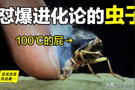 它用火箭燃料，喷射100℃子弹，无视进化论，调戏达尔文的虫子图片