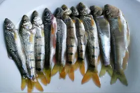 生活在溪流中的特殊鱼种，对水质要求高，离水就死，200元1斤图片