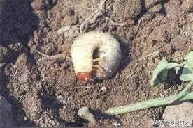 花生地里胖胖的“地老虎”特别讨厌，用什么方法能彻底解决？图片