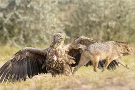 老鹰合力抓住一头狼，野狼毫无招架之力，镜头拍下全过程视频封面