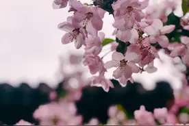 「夜听」西花厅的海棠花开了图片