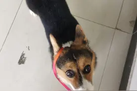 5个月小柯基有偿领养图片