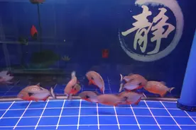 只要鱼缸壁上发现这种东西，一定要清除，千万不要相信是什么菌膜图片