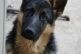 自从养了德牧，就很难心动其他狗狗了图片