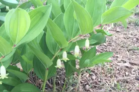 野外遇到这种植物，千万别当成杂草，价值颇高，一斤30多元图片