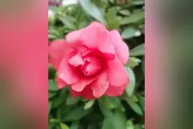 杜鹃花品种分类［附图］图片