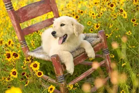 金毛聪明到什么程度？会耍小性子，还会跟人抢零食图片