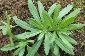 这种野菜，叶边全是刺，季节性很强，等到开花就老了，记得摘来吃图片