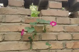 小镇典故（童话）图片