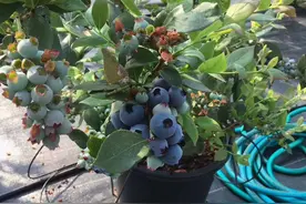 阳台上有空位，盆栽6种“果树”，不仅能观赏，还能吃水果图片