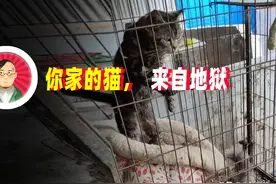 你家的猫，来自地狱图片