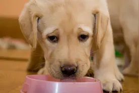 即使主人都不能碰狗粮，狗狗护食该怎么办？关于改正狗狗护食的事图片