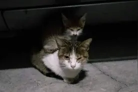 猫妈妈背着癫痫小猫“上门求救”，医生却说“送去安乐”图片