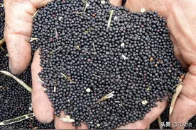 油菜陆续收割，新季油菜籽行情如何？油菜籽2.8-3.2元/斤图片