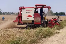 河南小麦收割，收一亩多少钱？今年小麦的产量高吗？听听大哥咋说图片