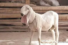 世界上四大最贵的羊，瓦格吉尔羊最贵一只1600万图片