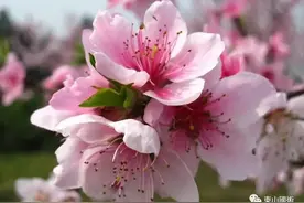 古诗词物鉴：花卉篇图片