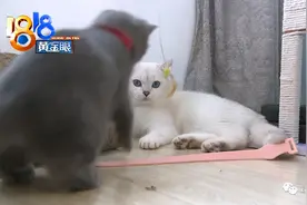 小伙把自家银猫借出去配种，生下稀有金猫后，对方答应的“先挑”却突然变卦图片