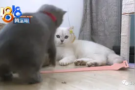 小伙把自家银猫借出去配种，生下稀有金猫后，对方答应的“先挑”却突然变卦图片