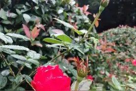 空虚（散文）图片