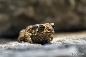 农村老话“端午晒蛤蟆，再热也不怕”啥意思？端午为何要晒蛤蟆？图片