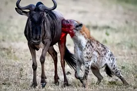 为什么鬣狗会活吃猎物，而狮子却要先杀死猎物再吃？图片