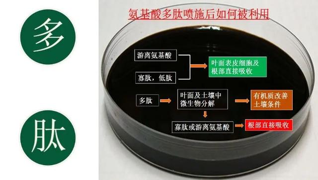 「氨基酸肥」深度解析，看看氨基酸在花芽分化上扮演什么重要角色