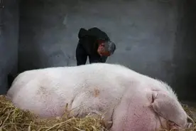 猪如果一辈子不杀，到底可以长多大？看完你就知道了图片