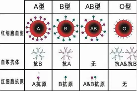 自己O型血，老公B型血，为何生出A型血的孩子？图片