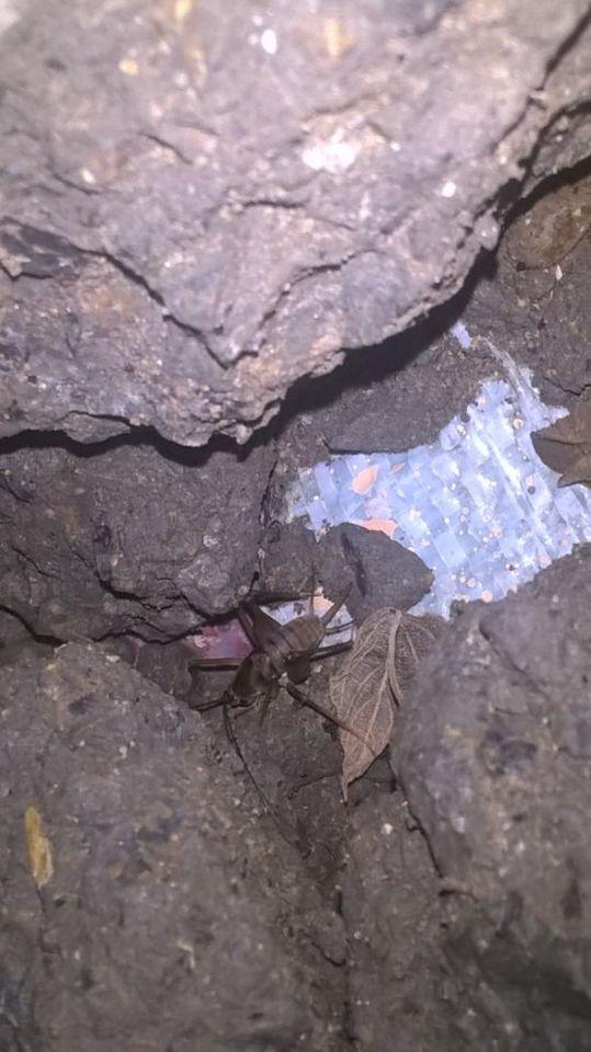 纺织娘是蝈蝈还是蚂蚱,蝈蝈蛐蛐和蚂蚱的区别_百科_善恶网