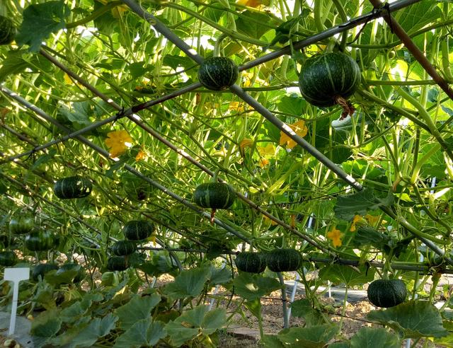 蔬菜实用栽培技术 第一章 瓜类 南瓜的温度要求及栽培技术 今日头条