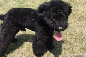 流浪狗大黄奇遇记（2）|大黄遇到第一个朋友泰迪小黑图片