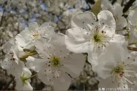 “雪”染的风采图片