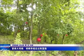 望谟大观镇：胡蜂养殖走出致富路图片