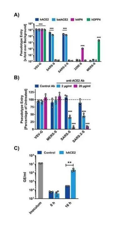 Cell：新型冠状病毒感染可被蛋白酶抑制剂阻断