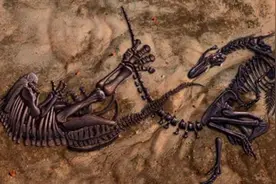 6700万年前“双龙决斗”化石被发现，霸王龙与三角龙谁厉害？图片