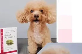 一条“寻狗启事”刷爆扬州人朋友圈，主人砸万元找狗图片