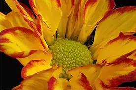 6400万像素打不过4800万像素？挑选拍照手机，你得小心这些坑！图片