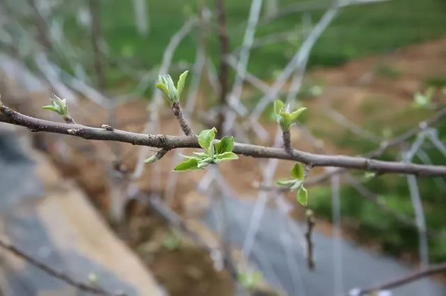 含氨基酸水溶肥的功效与作用 农民如何使用 农业专家给你讲解