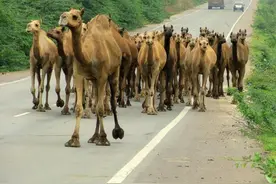 美国小龙虾泛滥，在中国却惨遭灭门，看起来就是一个笑话图片