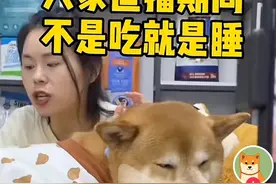 狗当主播，靠睡觉带货百万，月薪超3万，完胜大批打工人图片