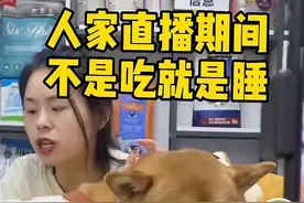 狗当主播，靠睡觉带货百万，月薪超3万，完胜大批打工人图片