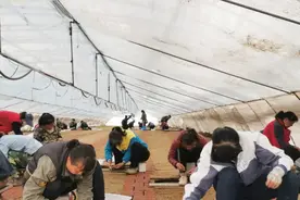 种苗繁育分公司开展2021年蓝莓育苗扦插工作图片